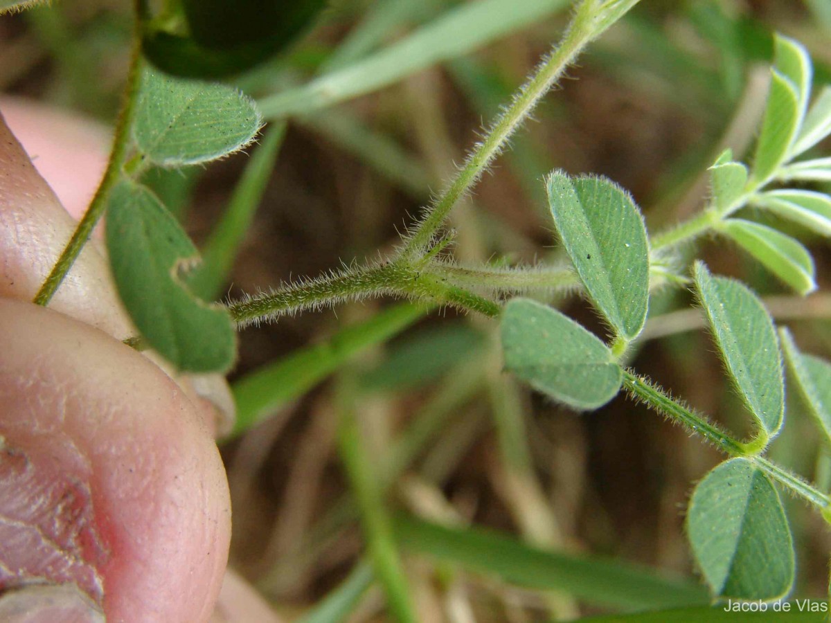 Tephrosia pumila (Lam.) Pers.